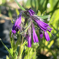 Moltkia (Paramoltkia) doerfleri